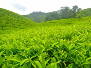 Vùng trà Cầu Đất - Đà Lạt