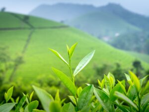 Trà Ôlong Cầu Đất - Đà Lạt