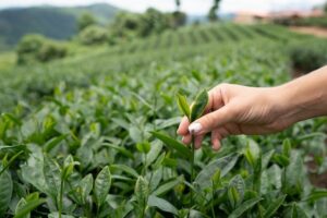Công dụng của trà Ôlong
