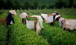 Hái trà Ôlong Cầu Đất