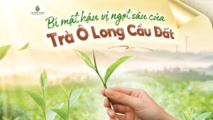 Bí Mật Hậu Vị Ngọt Sâu Của Trà Ô Long Cầu Đất