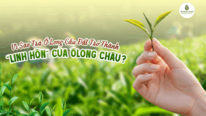 trà ô long cầu đất