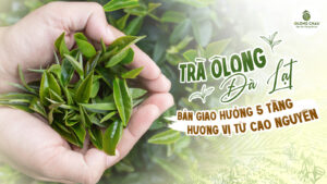trà ô long đà lạt