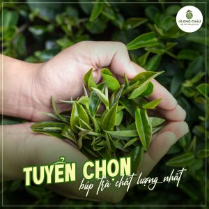 Gói trọn tinh hoa trà Việt từ cao nguyên Cầu Đất