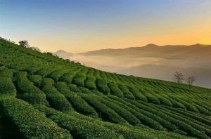 Một ly trà ngon nên bắt đầu từ lá trà thật sự chất lượng