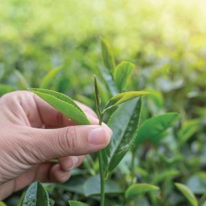 Trà ô long tạo nên sự cân bằng hài hòa