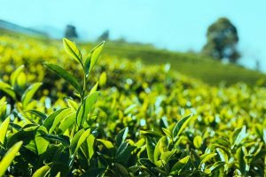 Ít ai biết rằng cả ba loại trà phổ biến này đều được làm từ cùng một loại cây trà là Camellia sinensis.