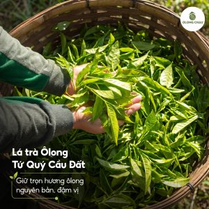 Lá Trà Ô Long Tứ Quý Cầu Đất