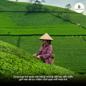 Những điều kiện tự nhiên cùng góp phần tạo nên Trà Ôlong Cầu Đất Đà Lạt với hương thơm rõ, vị đậm nhưng không gắt và phần hậu thanh còn vương sau khi uống.