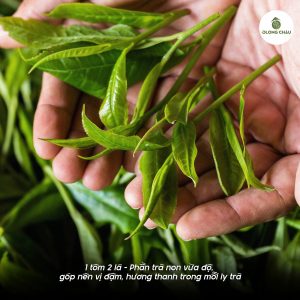 Giống trà quyết định “tính cách”, nhưng thổ nhưỡng và khí hậu quyết định “giọng nói” của ly trà. 