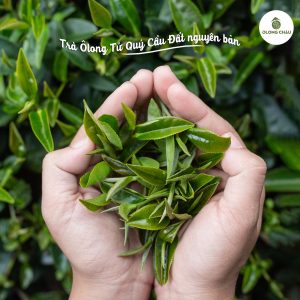Một ly trà ôlong ngon thường được nhớ bởi hương thơm dịu và hậu ngọt đọng lại nơi cuống họng.