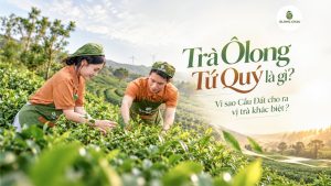 Trà ôlong Tứ Quý là gì? Vì sao Cầu Đất cho ra vị trà khác biệt