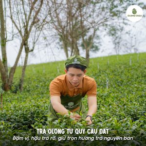 Với Ôlong Châu, trà Ôlong Tứ Quý gắn với Cầu Đất – vùng trà thuộc Đà Lạt và cũng là nơi mở đầu cho câu chuyện “Đặc Sản Ôlong Đà Lạt”.