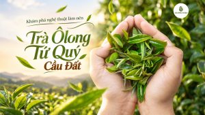Khám Phá Nghệ Thuật Làm Nên Trà Ôlong Tứ Quý Cầu Đất